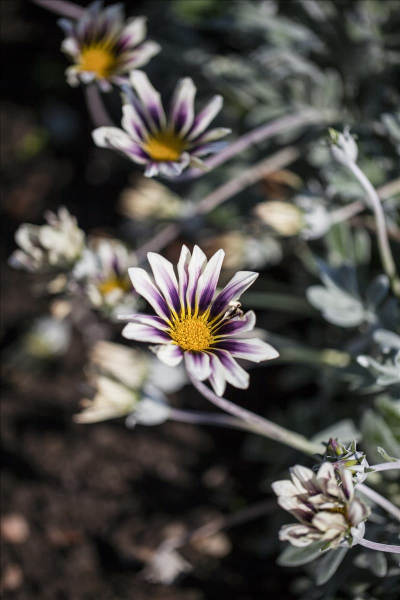 Gazania rigens