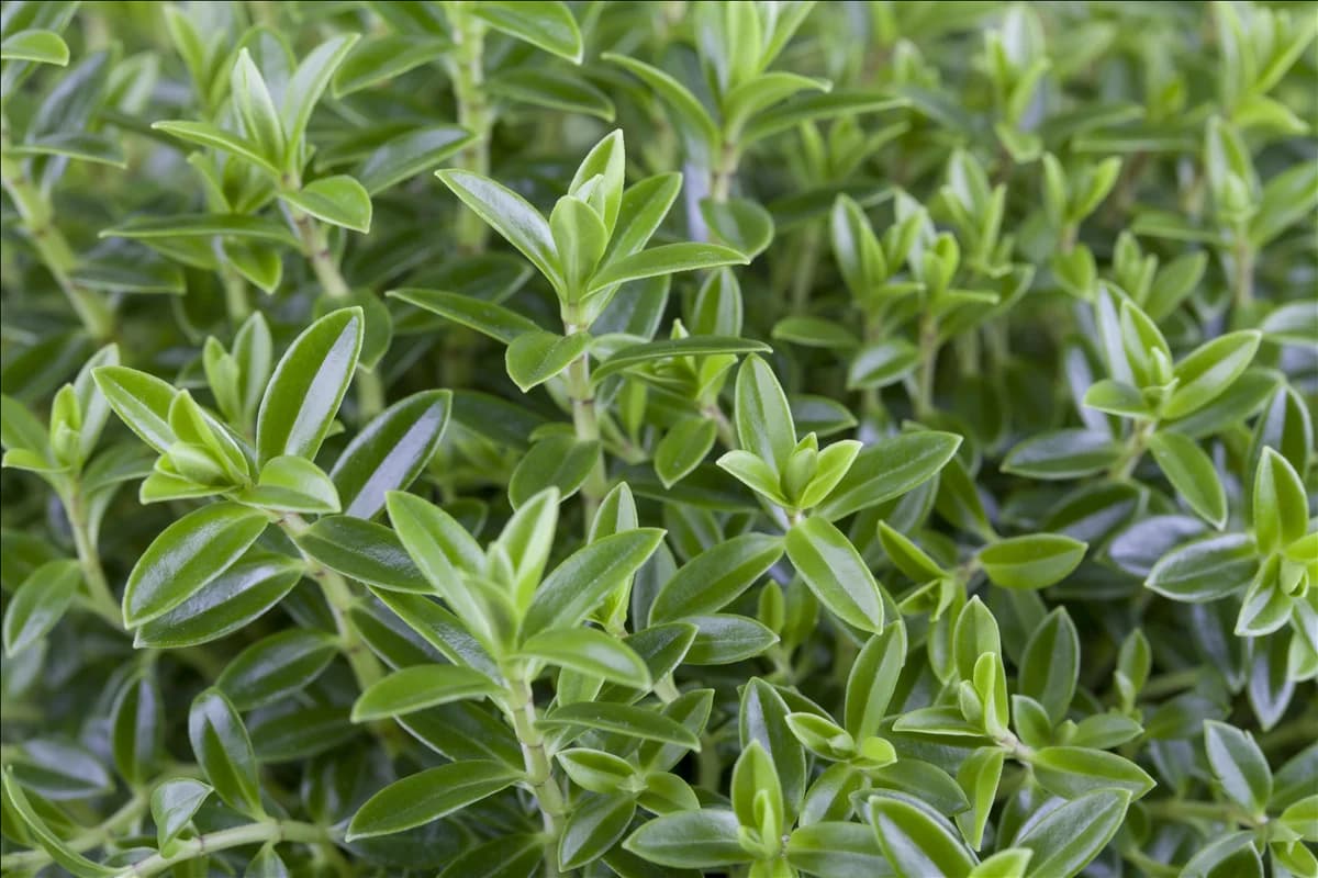 Hebe 'Green Boys'