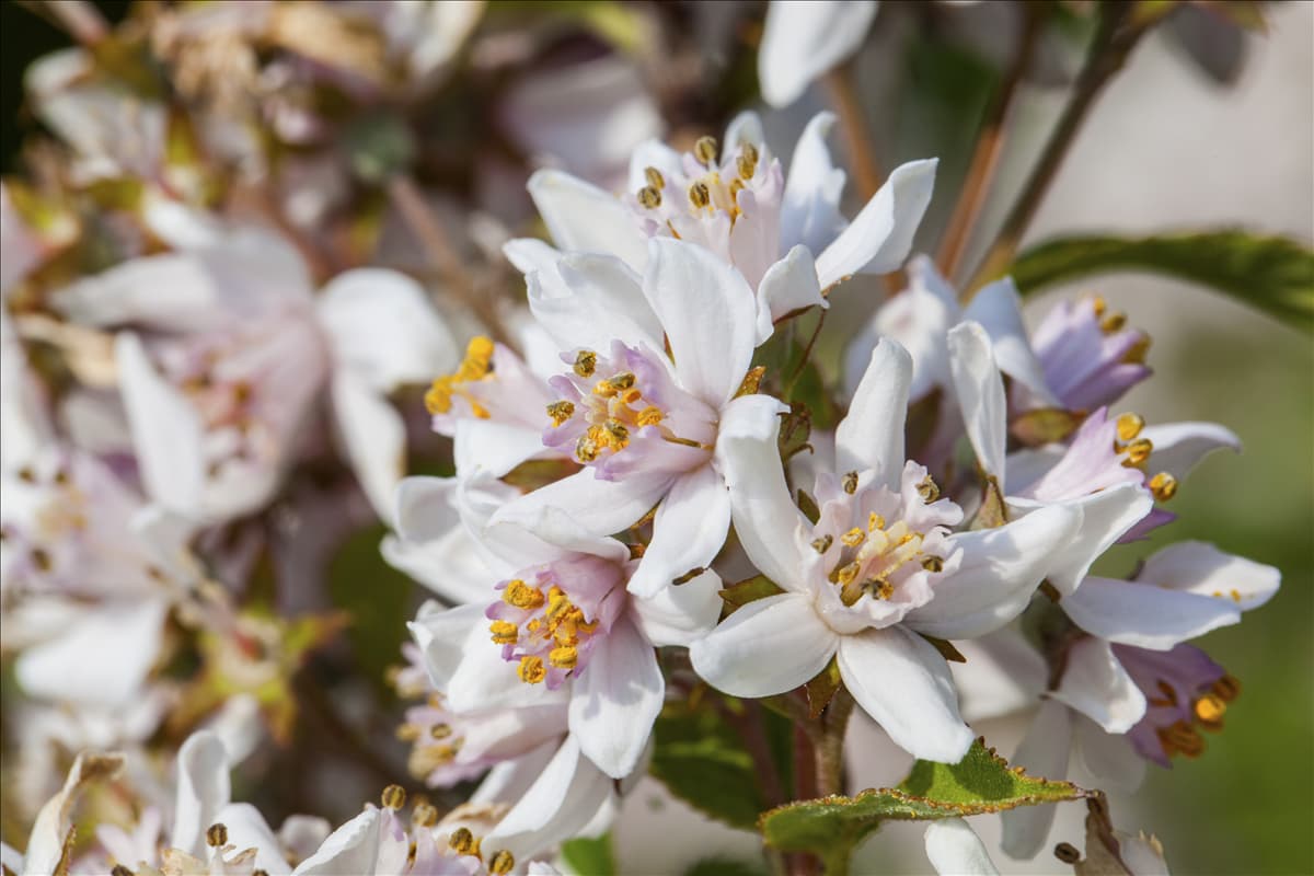 Deutzia x hybrida