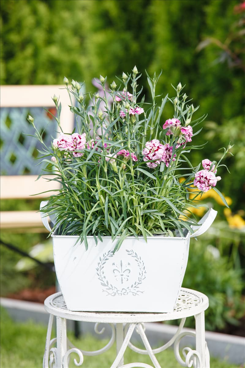 Dianthus 'Capitán'®