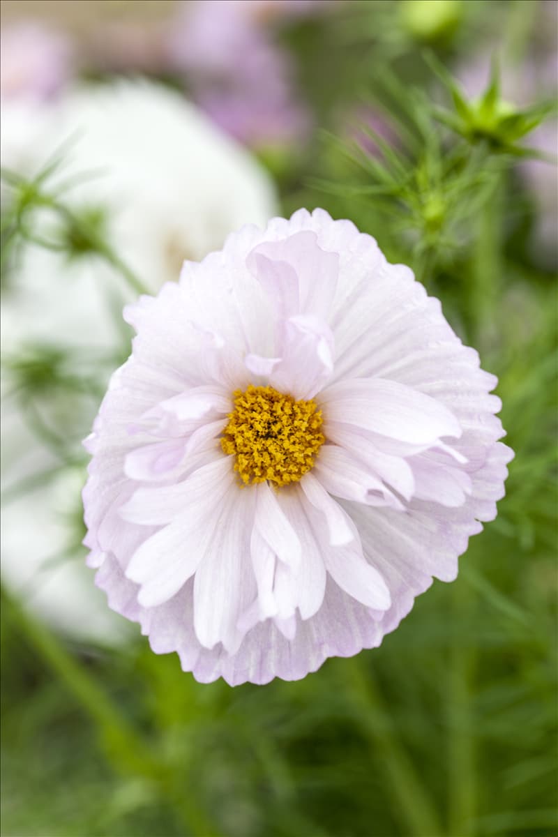 Cosmos bipinnatus 'Cupcakes Blush'
