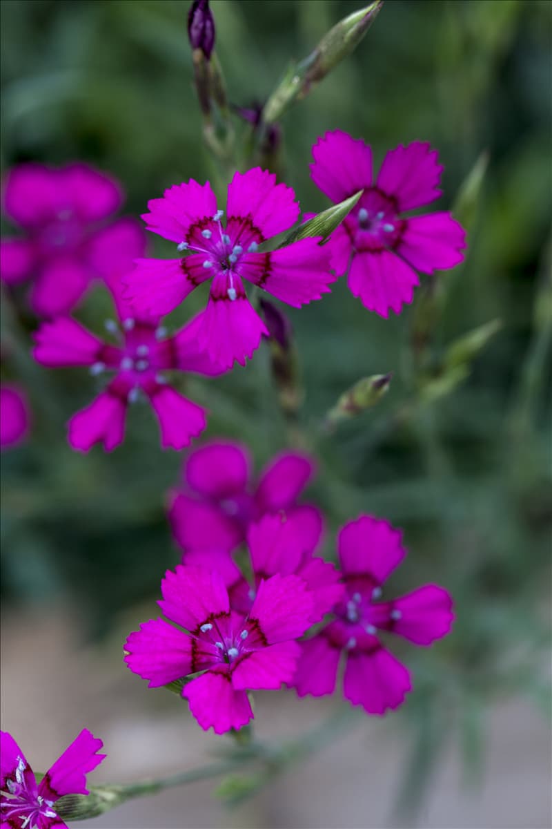 Dianthus deltoides 'Pink Gem'
