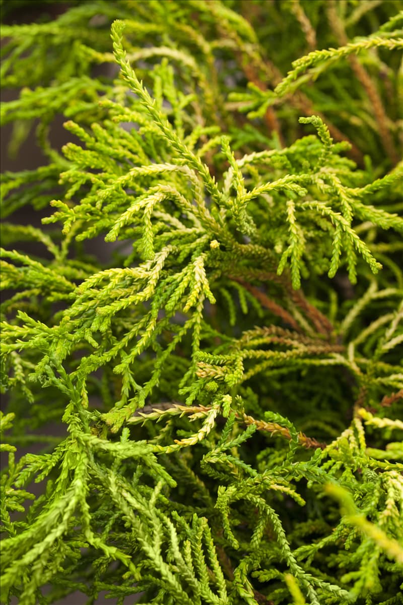 Chamaecyparis obtusa