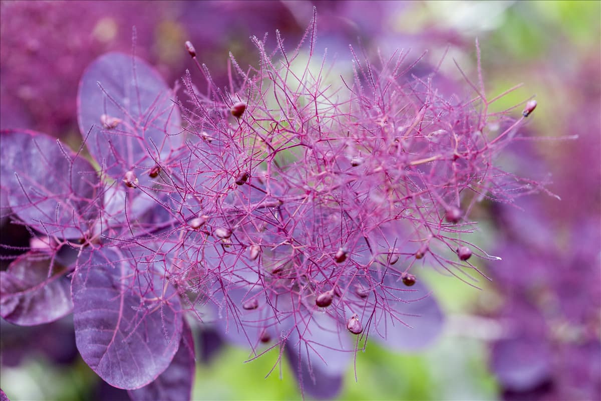 Cotinus coggygria 'Royal Purple'