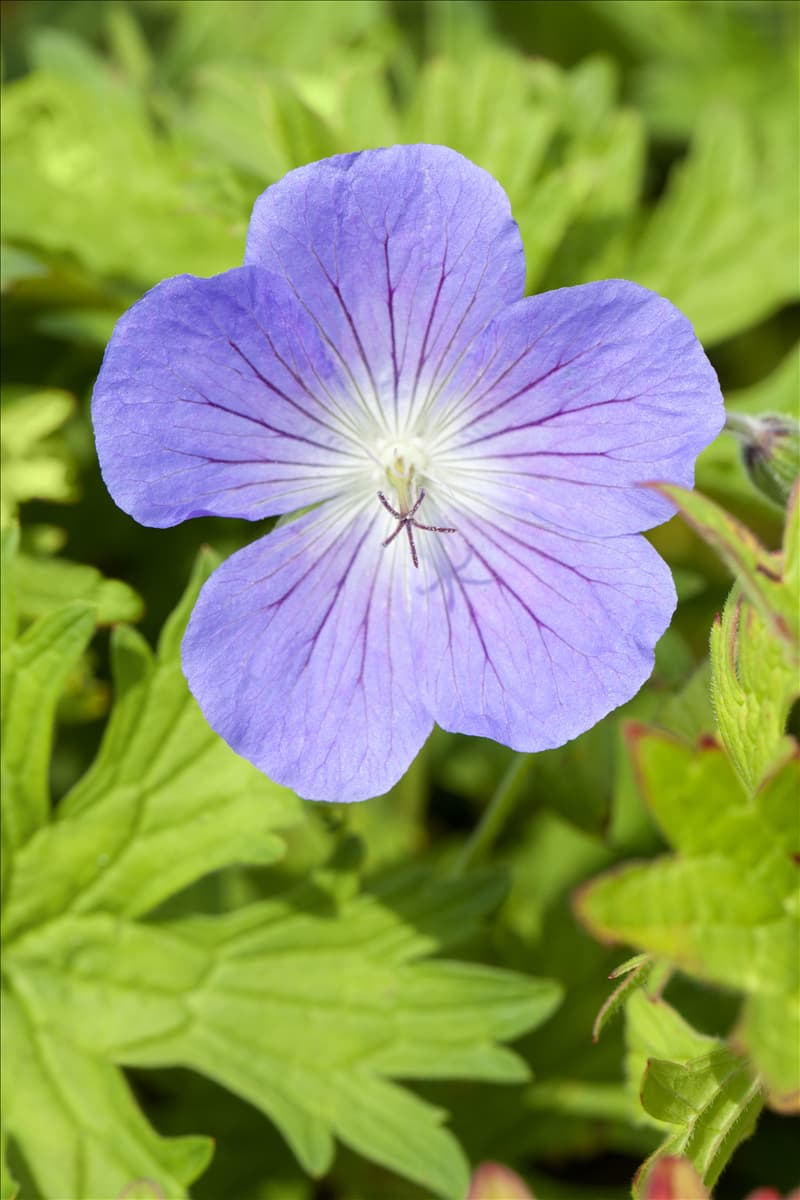 Geranium pratense 'Johnson´s Blue'