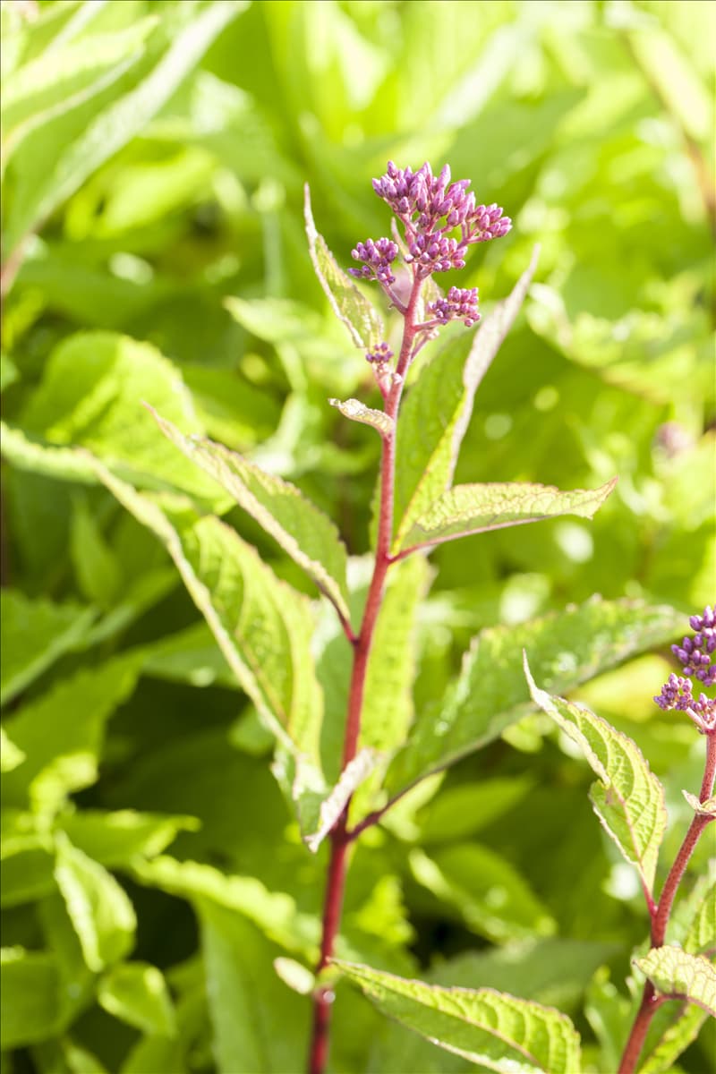 Eupatorium fistulosum