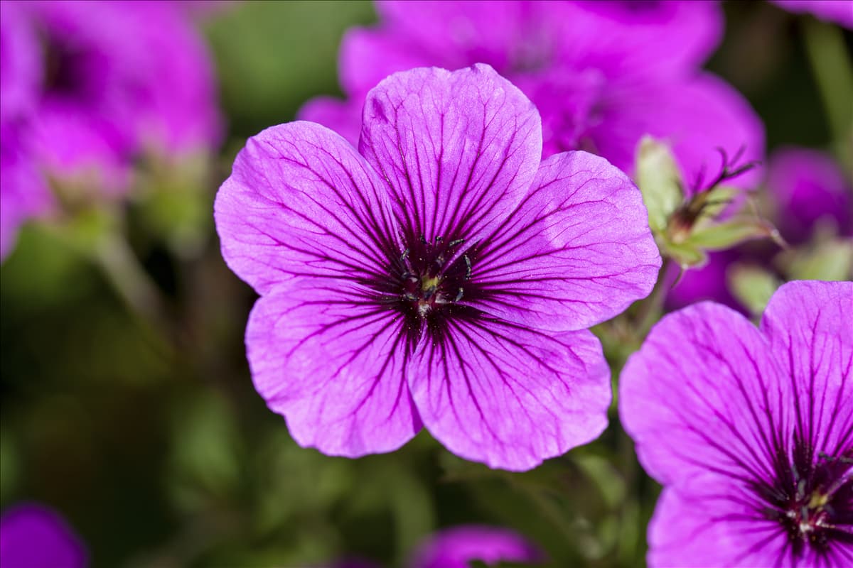 Geranium sanguineum