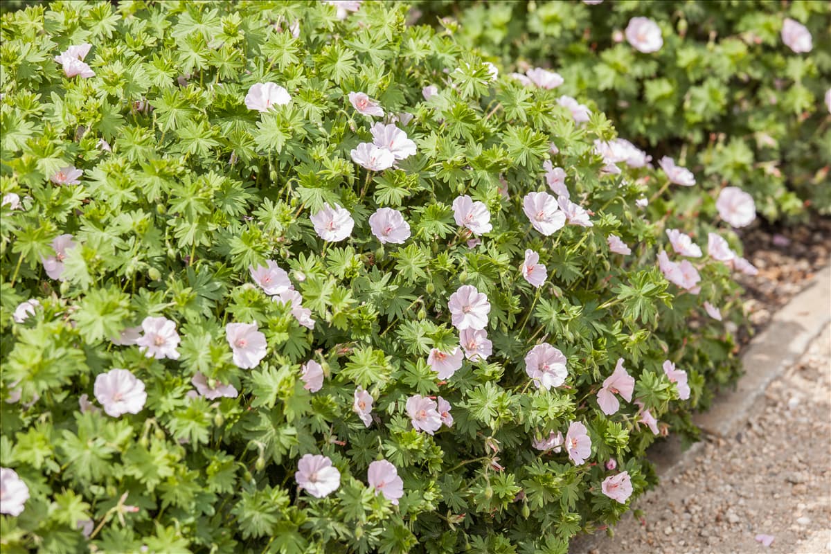 Geranium sanguineum 'Apfelblüte'