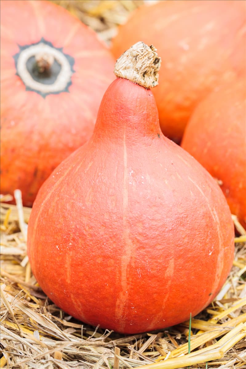 Cucurbita pepo 'Hokkaido'