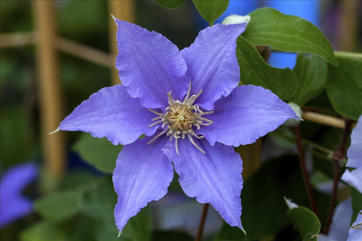 Clematis 'Angelique' Waldrebe 'Angelique'