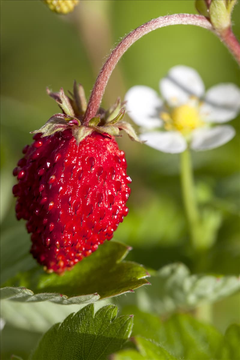 Fragaria vesca var. semperflorens Monats-Erdbeere