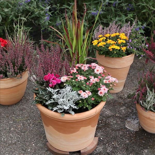 Blumenkübel - Bepflanzung für den Herbst (Anleitung - 7)