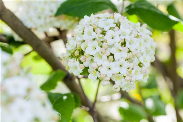 Viburnum carlcephalum