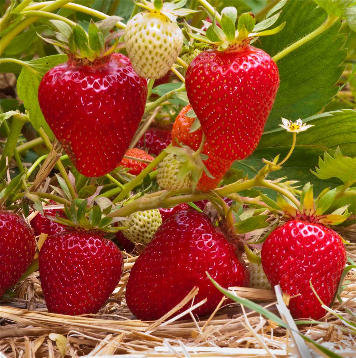 Fragaria x ananassa 'Clery' Erdbeere 'Clery'