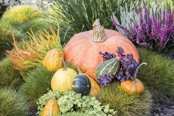 Cucurbita