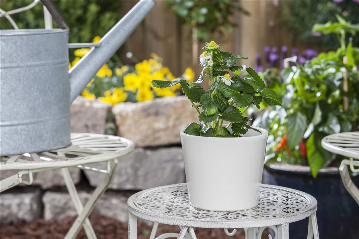 Fragaria x ananassa 'Delizz'® Erdbeere 'Delizz'®
