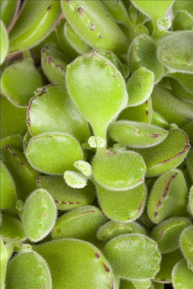 Cotyledon ladismithensis