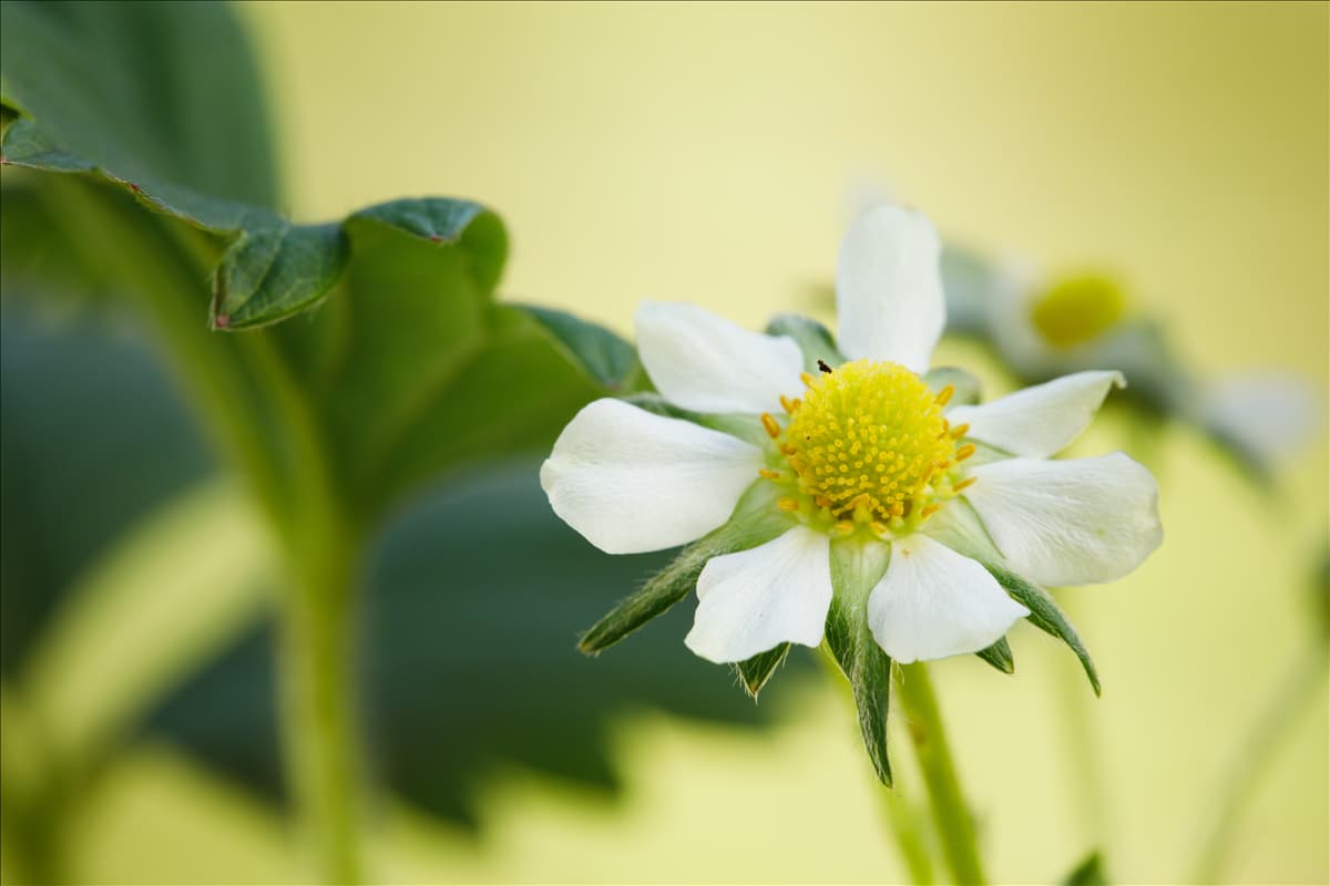Fragaria x ananassa 'Elan' Erdbeere 'Elan'