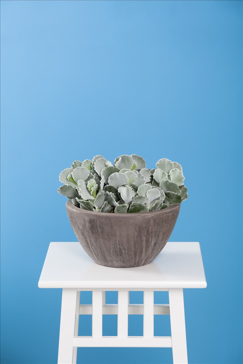 Cotyledon orbiculata Cotyledon