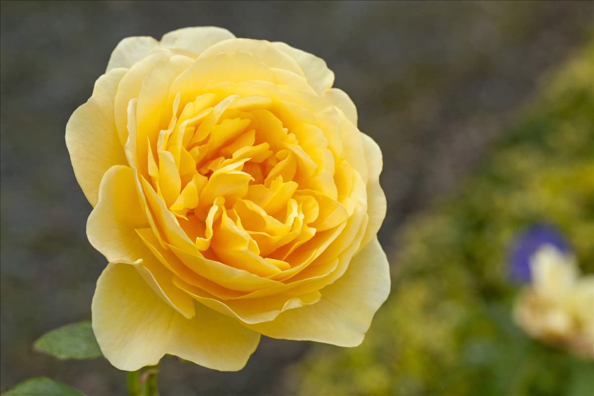 Englische Rosen Englische Rose