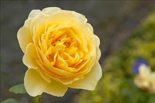 Englische Rosen