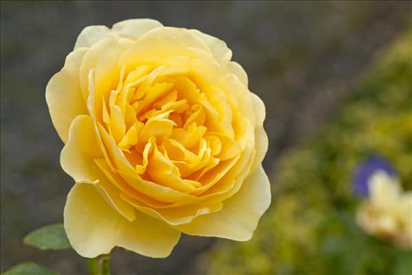 Englische Rosen, gelb