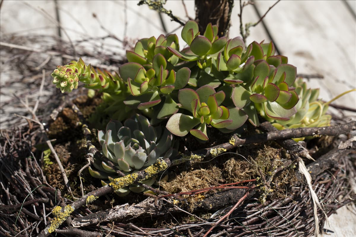 Crassula arborescens Dickblatt