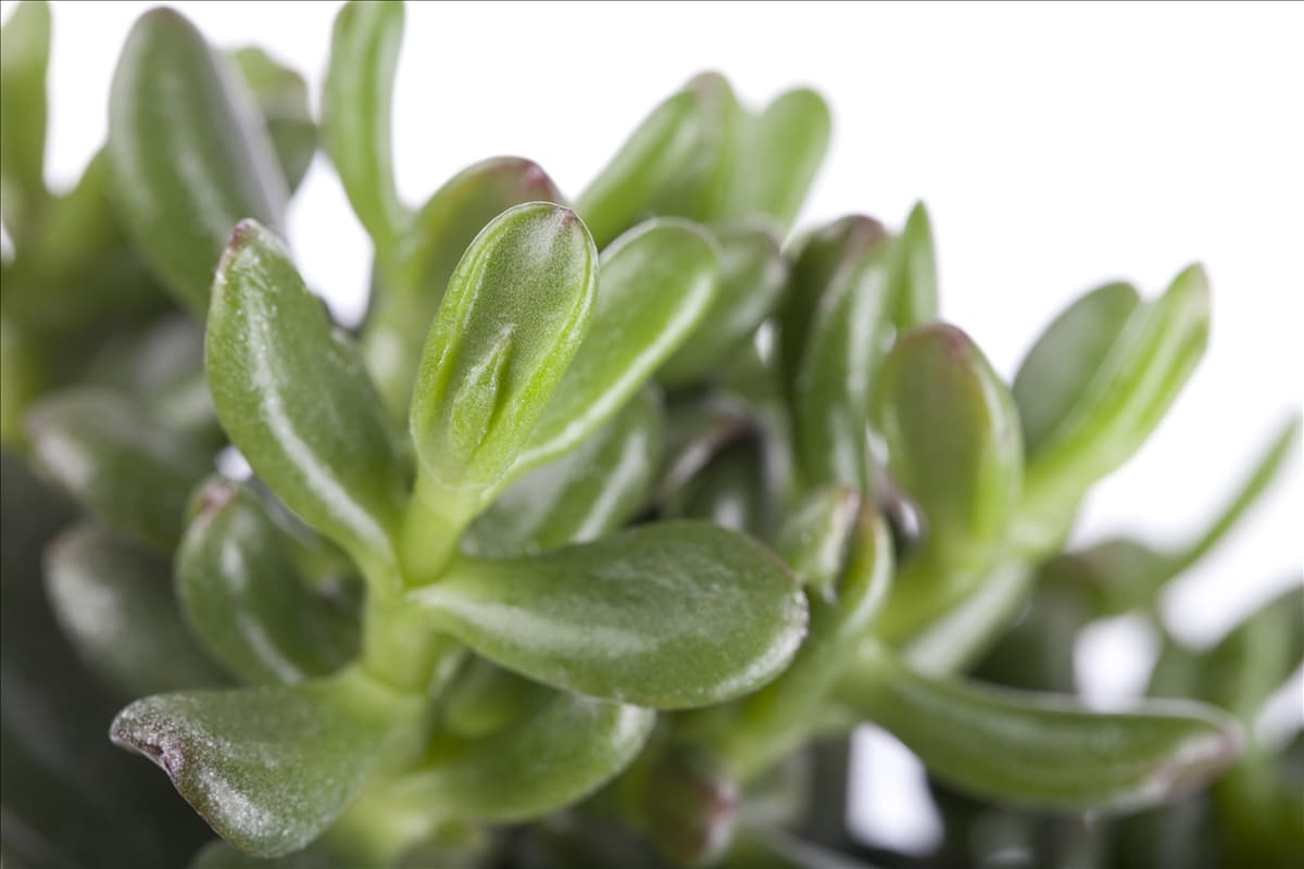 Crassula ovata 'Gollum' Geldbaum 'Gollum'