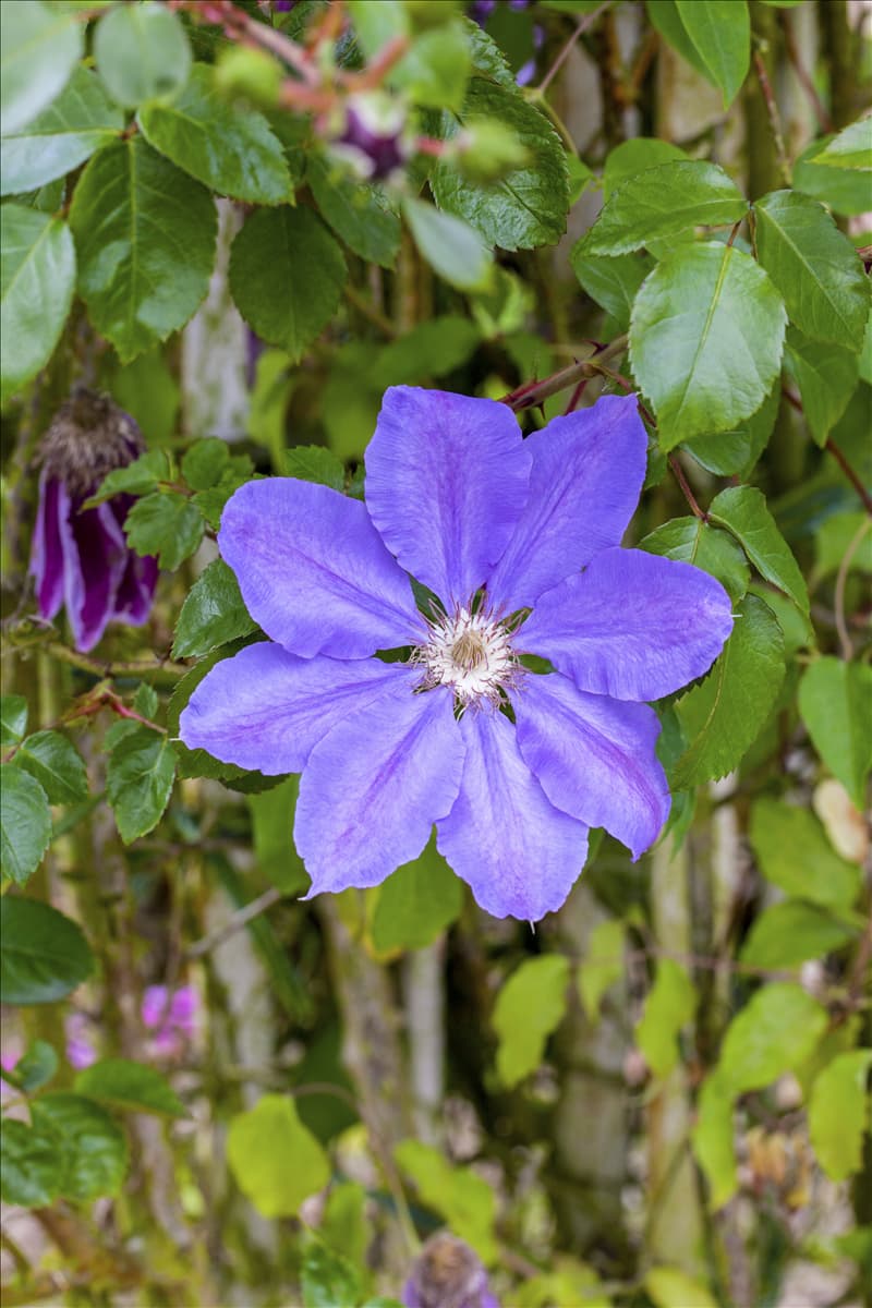 Clematis 'Königskind'(s)