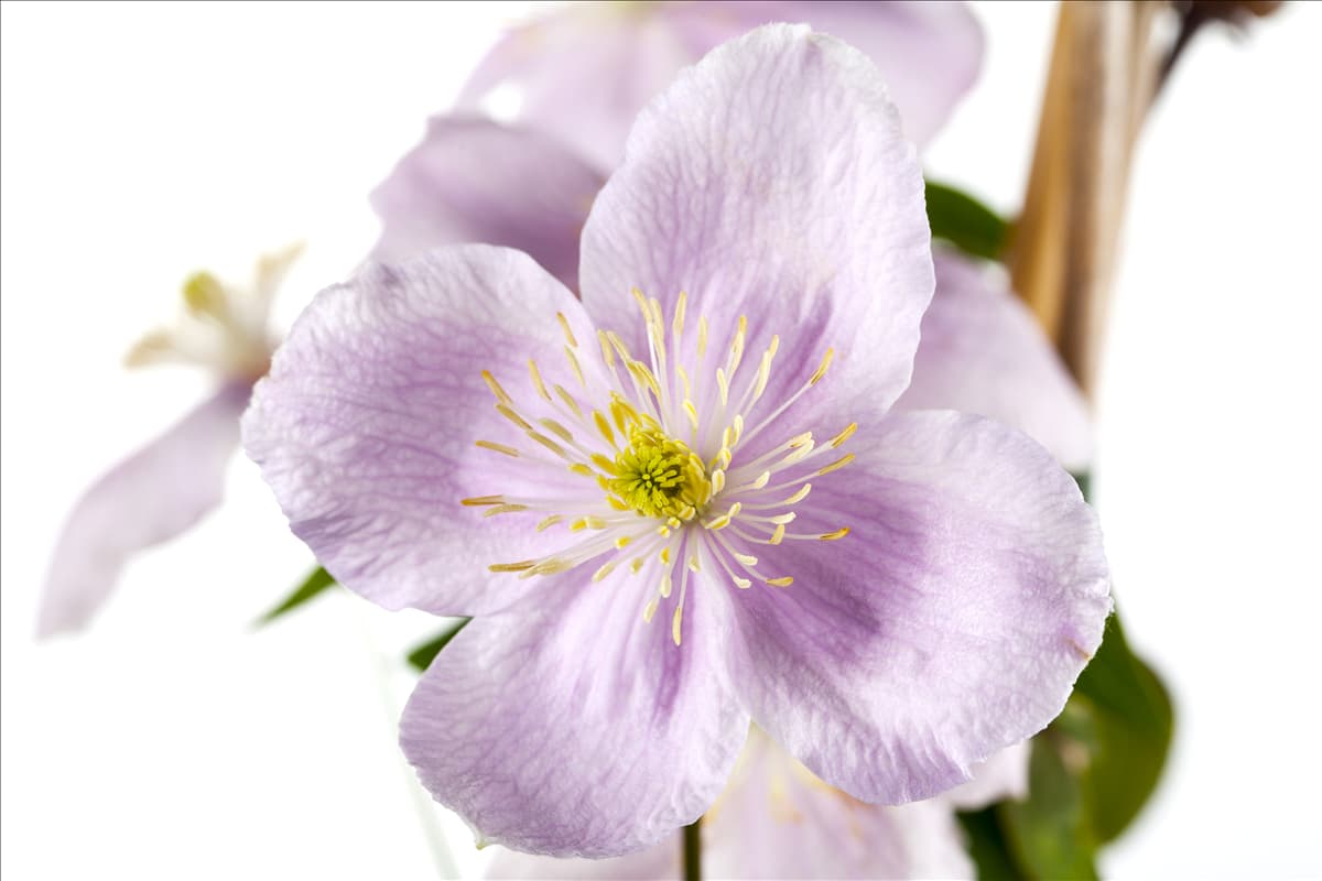 Clematis montana 'Rubens'