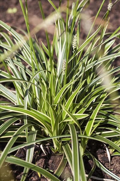 Acorus gramineus