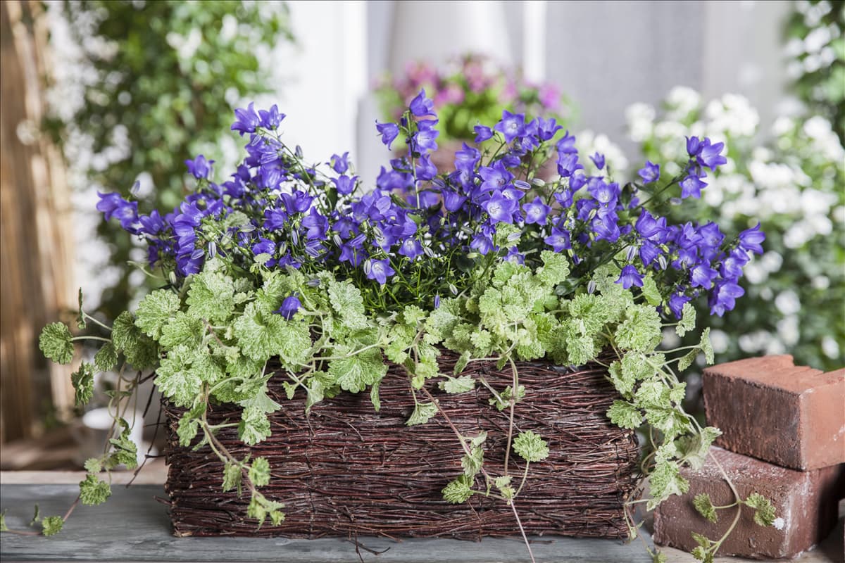 Campanula