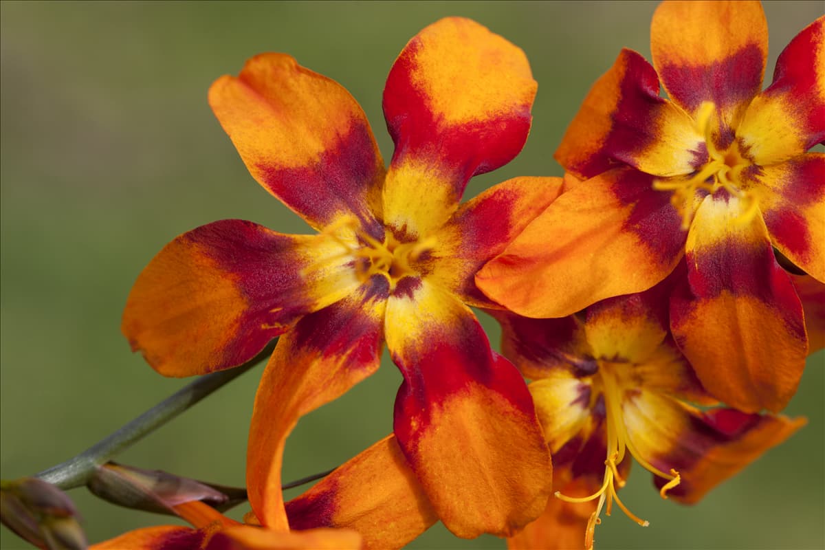 Crocosmia x crocosmiiflora 'Emily McKenzie'