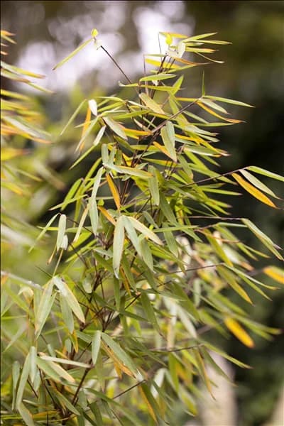 Fargesia 'Jiuzhaigou 1'