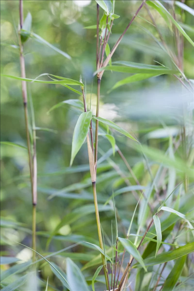 Fargesia murielae