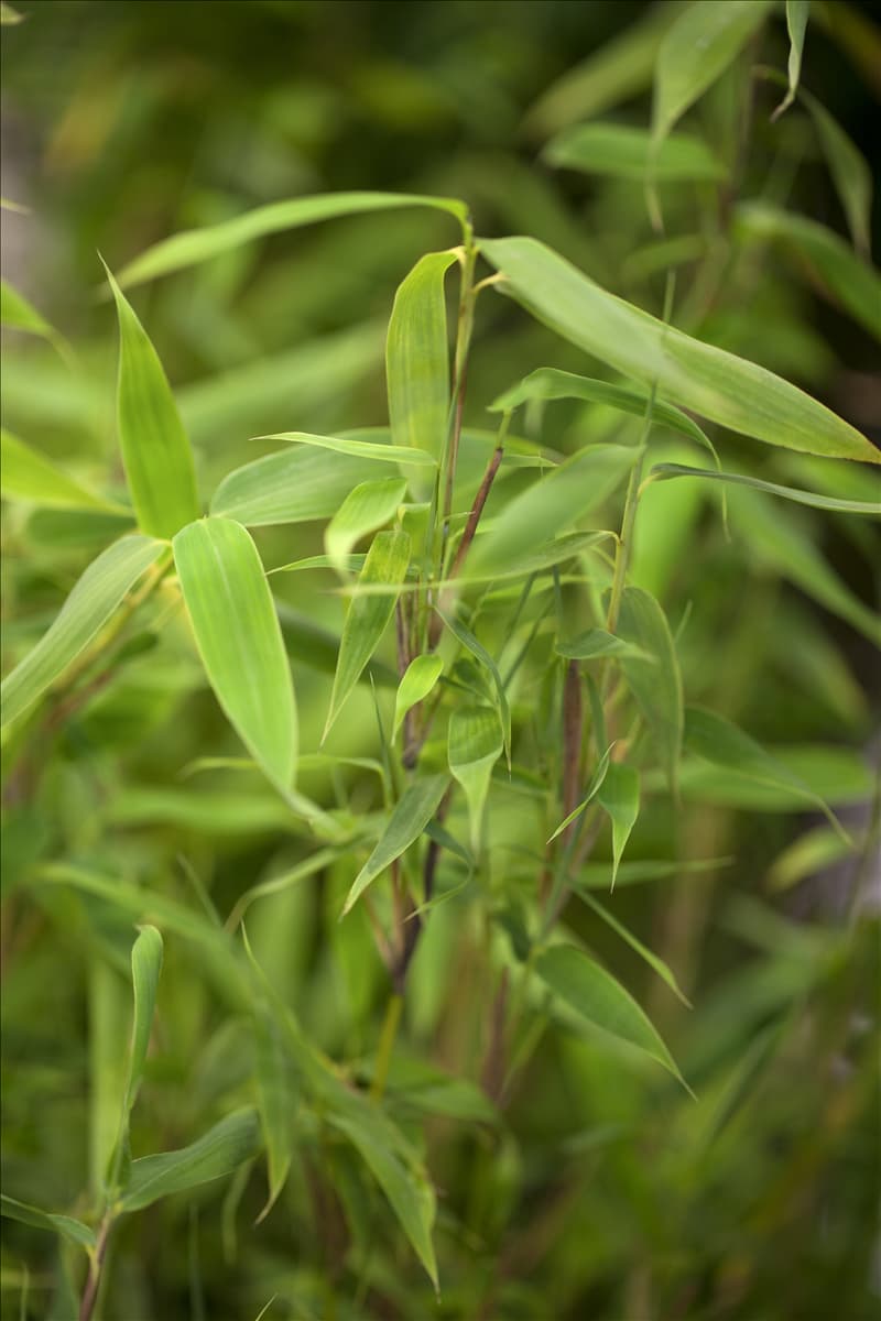 Fargesia murielae 'Deep Forest'®(s) Gartenbambus 'Deep Forest'®(s)