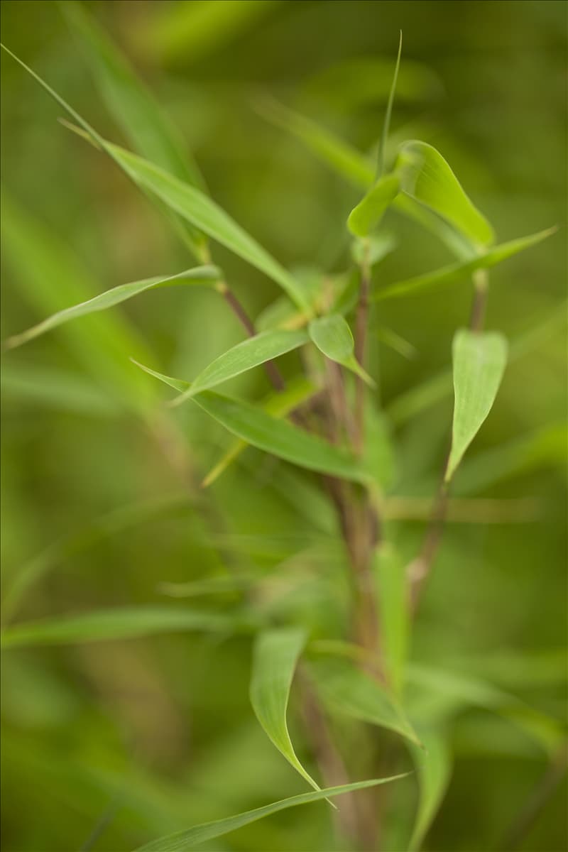 Fargesia murielae 'Bimbo' Gartenbambus
