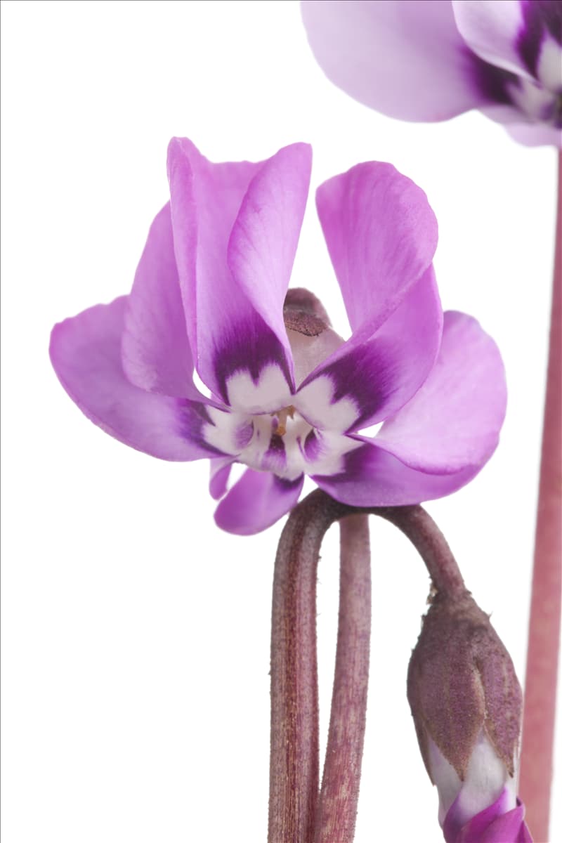 Cyclamen coum