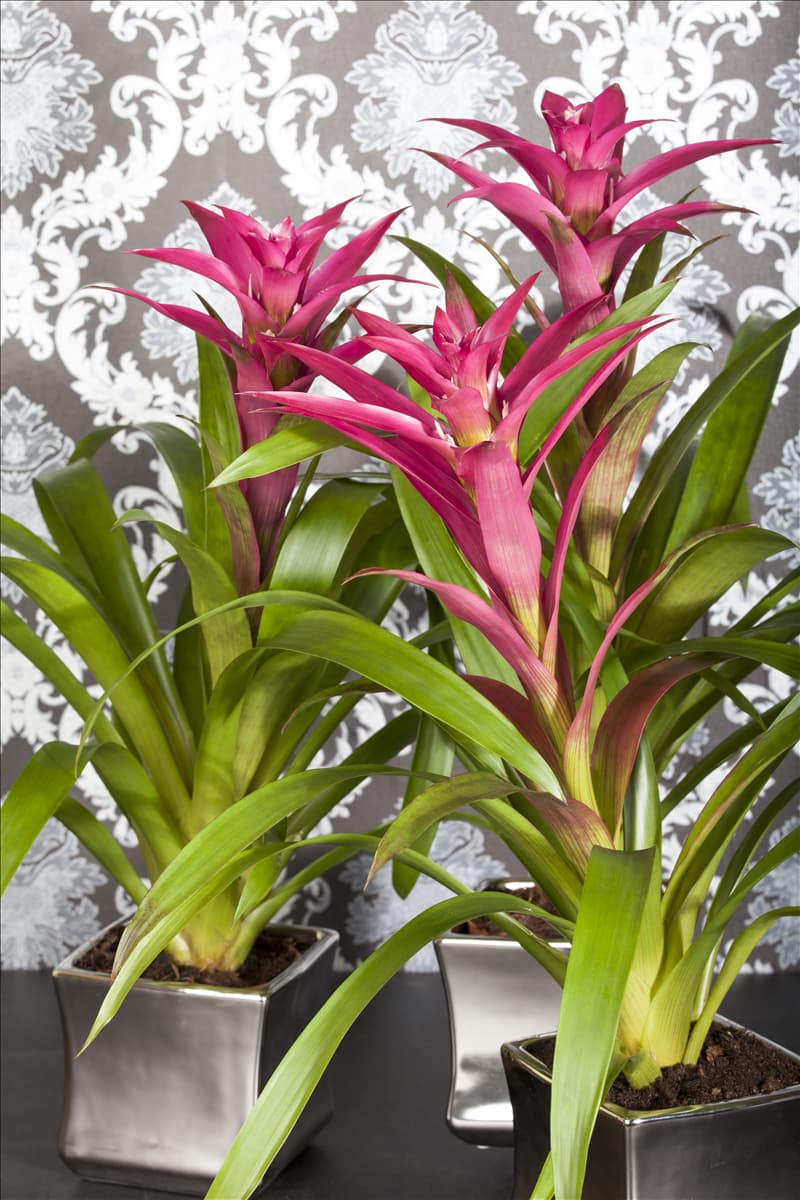 Guzmania