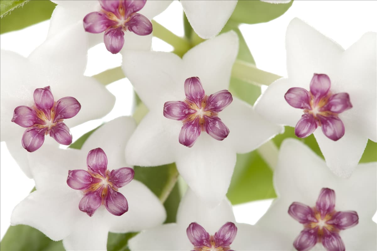 Hoya bella Wachsblume