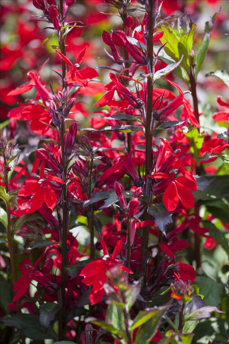Lobelia x speciosa 'Starship Scarlet'