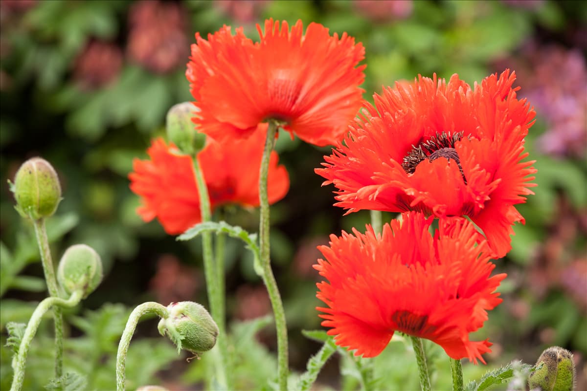 Papaver orientale
