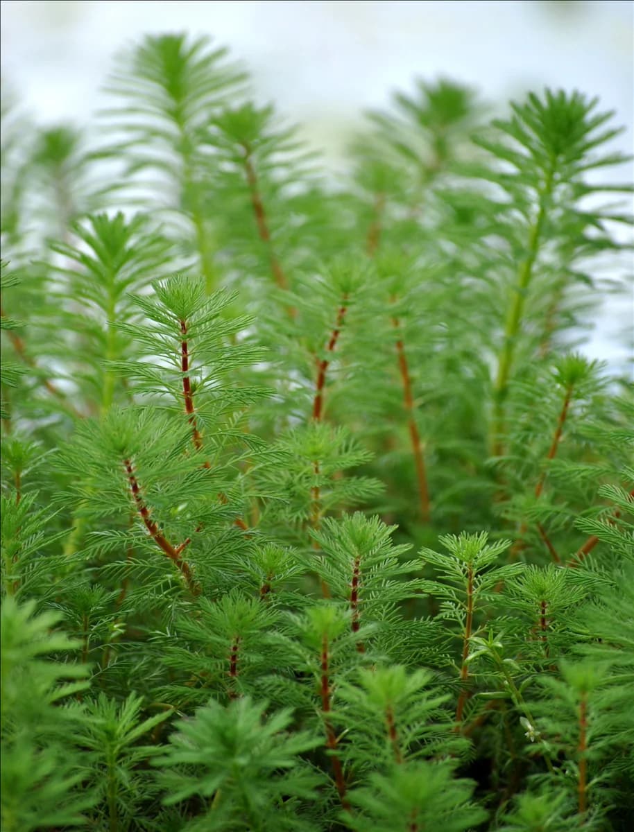 Myriophyllum verticillatum