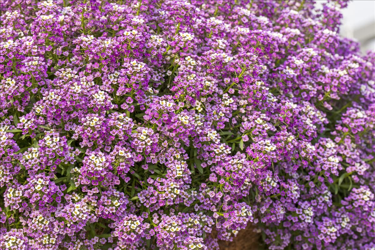 Lobularia maritima 'Yolo Top Lavender'