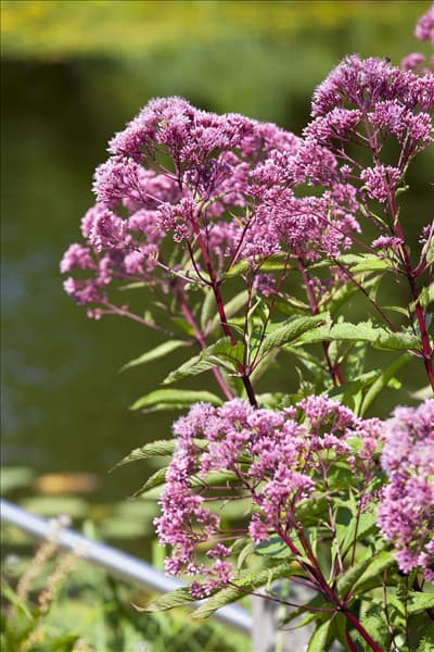 Spiraea japonica