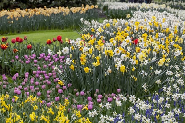 Narcissus