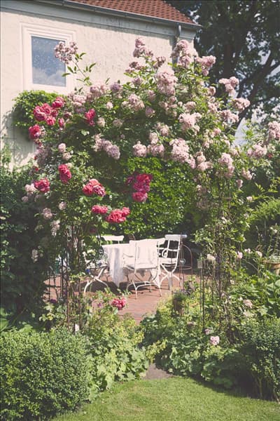 Rosa, rosa