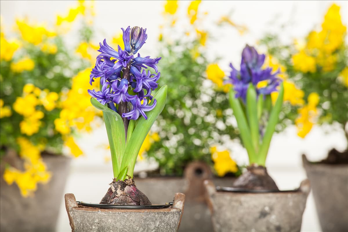 Hyacinthus orientalis