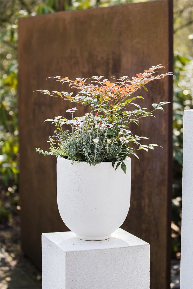 Nandina domestica 'Obsessed'