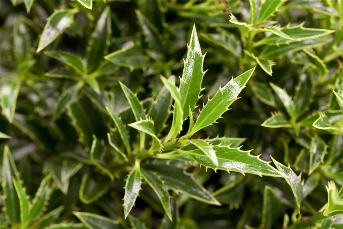 Ilex aquifolium